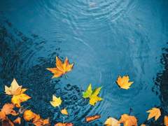 츠지이 슈카 / 2반 / #1D64AA