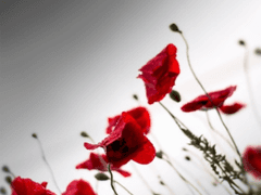 붉은 꽃 한 송이가 죽었습니다.