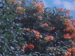 [윤밍] 개꽃은 시들지 말지어다