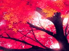 가을을 닮은 너에게.