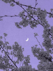 나의 밤을 부탁해