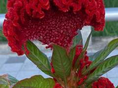 병원 복도에서/이도은