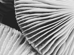 버섯 헤이터와 버섯 연구가