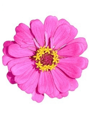 다섯 번째 감각, 백일홍 (百日紅)