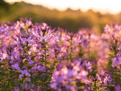 코코와 레모네이드