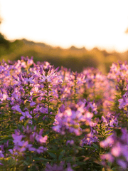 코코와 레모네이드