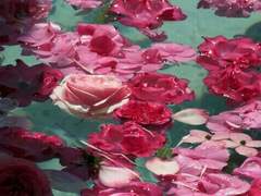 검은 낙원을 베었다.