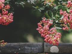 與光躍飛 :: 여광약비