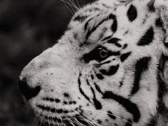 키워놨더니 호랑이래 03