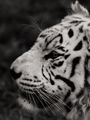 키워놨더니 호랑이래