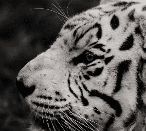 키워놨더니 호랑이래 03