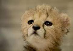 여기는 반인반수심리상담센터입니다!