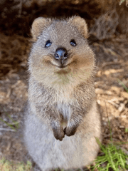여기는 반인반수심리상담센터입니다!