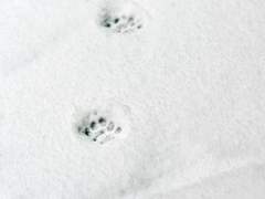 [패치/퍼블] Little by little