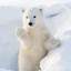 북극곰