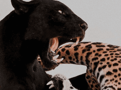 살바도르의 다리에서 10