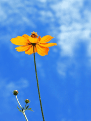 화원의 창가 한구석