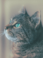 똥괭이네 덕질용