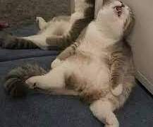 [속보] 취준생 인프제 친척들의 취업 질문에 습격