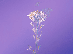 레이나 로즈 브리엘라 / 19 / Xx