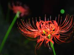 [매뉴패치] 불, 꽃이 피어나면 4