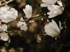 고귀한 당신을 위한,