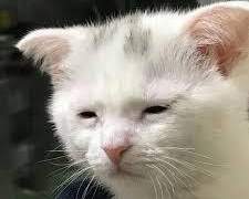 🍓ed 🌟s 트루엔딩 후기(스포O)