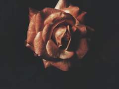 장미에게 전하는 편지