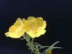 03. Evening Primrose