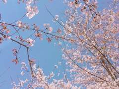 벚꽃이 만개하던 날