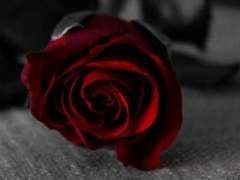 시노커 청소년기 프로필 [리안 펠 에트리드]