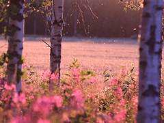 어쩌다가 백수룡이 고백함::1