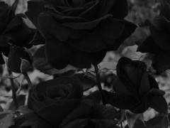 어린 싹은 확실히 잘라놓자