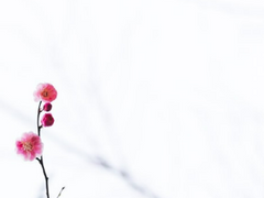 [조걸윤종]사계절