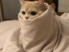 늑대들 사이 장미 한 송이 - 3