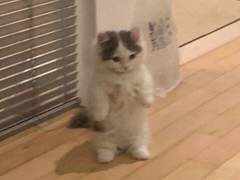 talk 그래도 꽤 정상일걸료?