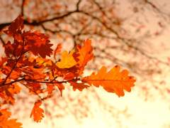 [준혁지연] 어느 가을의 축복