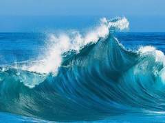 파도가 와도 휩쓸리지 않는 백향목