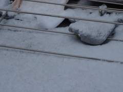 『17』 춤추시오!