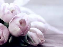 [강민혜진] 인형의 꿈