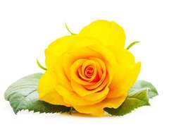 까만 꽃은 엄청 희귀하다 해요!