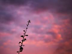 내일 지구가 멸망한다면