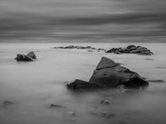 짐승이 짐승처럼 군다면,