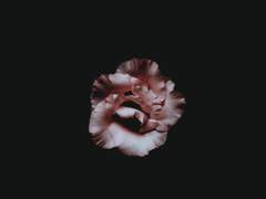 천악커 공개프로필