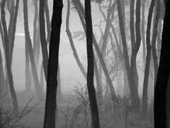 약점투성이의 겁쟁이