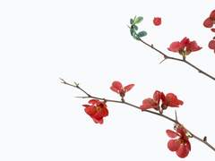 [당보청명]暗香浮動月黃昏(2)