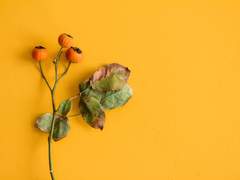 [흡툭죽/로나드라] Moonlight Shadow