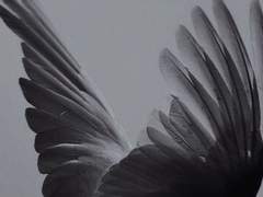 루시퍼(Lucifer)中