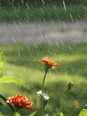 꽃을 누르는 거센 소나기처럼