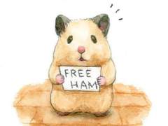 [뷔진] 나의 햄스터를 소개합니다 下